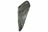 Partial Fossil Megalodon Tooth - South Carolina #272577-1
